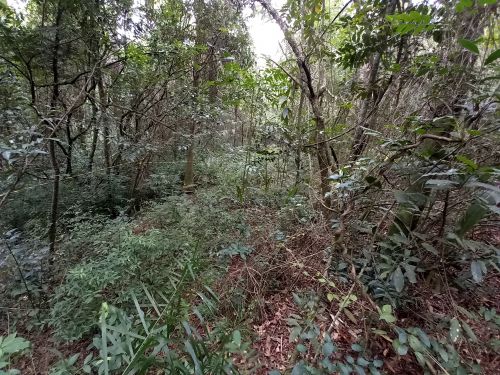 Laudo de Cobertura vegetal